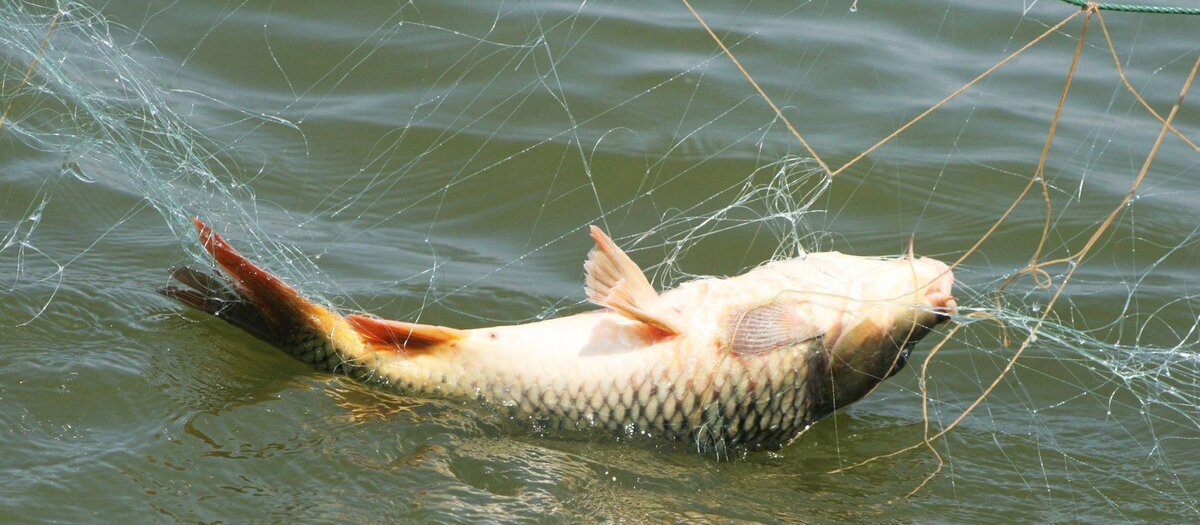 Фото - яндекс.картинки