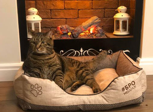 Фото: Дмитрий Трепольский 