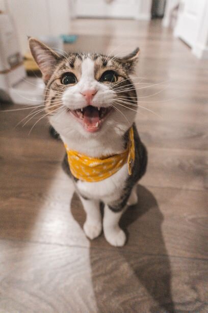 Кот