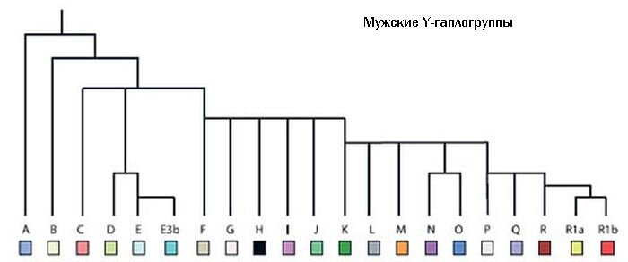 Дерево мужских гаплогрупп. Изображение из интернета.