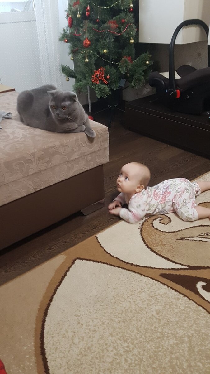 Хищница перед броском.