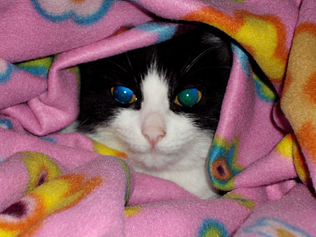 Киса