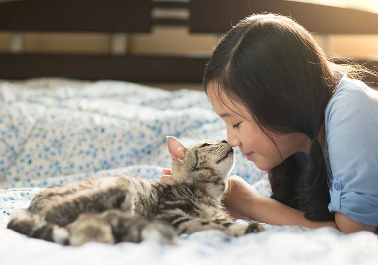 Как кошки помогают справиться со стрессом человека: способы улучшить настроение и психологическое самочувствие