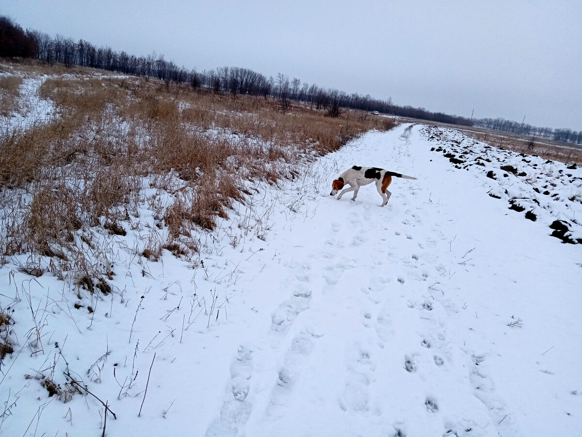 Русская пегая гончая. фото автора