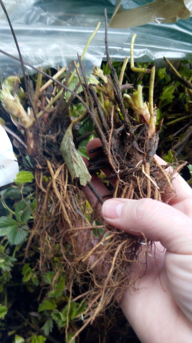 на ремах видны цветоносы.