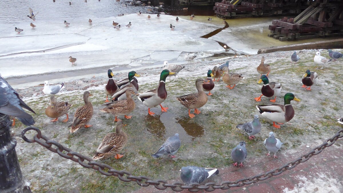 Утки у Петропавловки. Фото автора