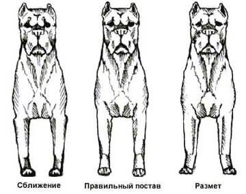 Передние лапы.