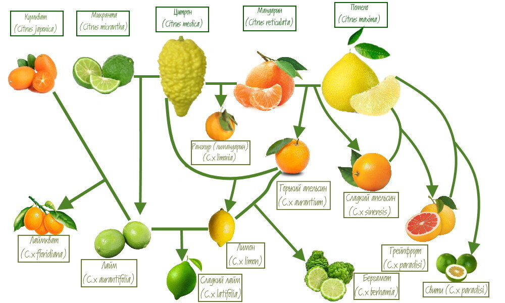 Схема автора