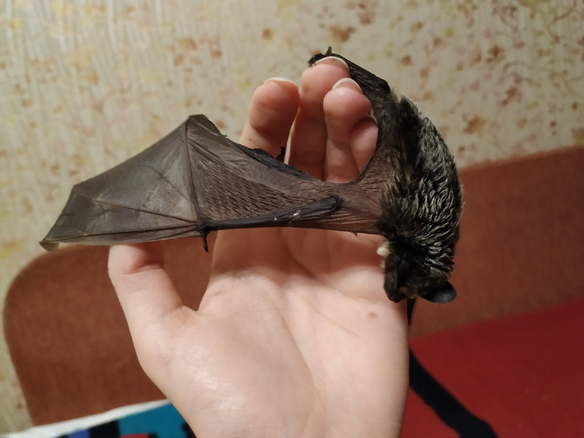 Прекрасные крылышки