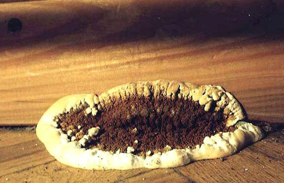 Белый домовой гриб