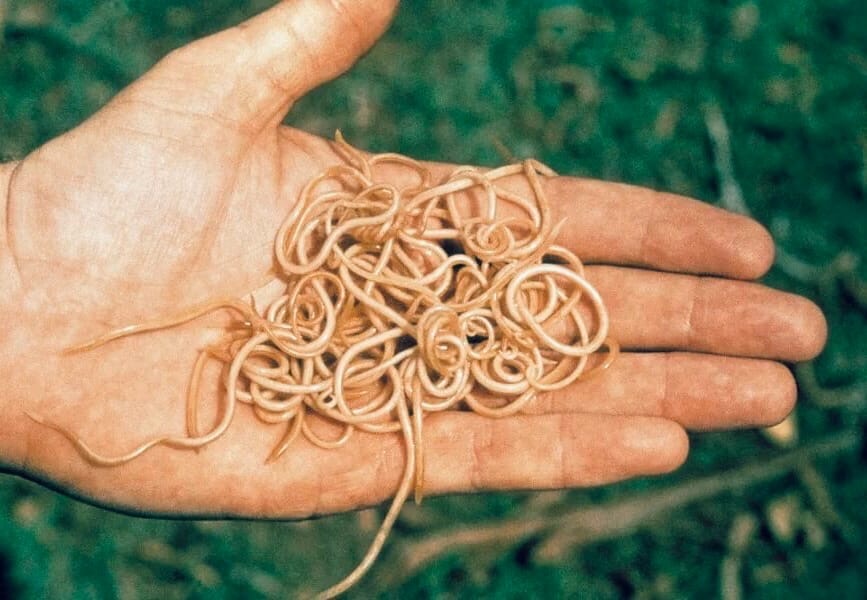 Источник: Яндекс. Картинки