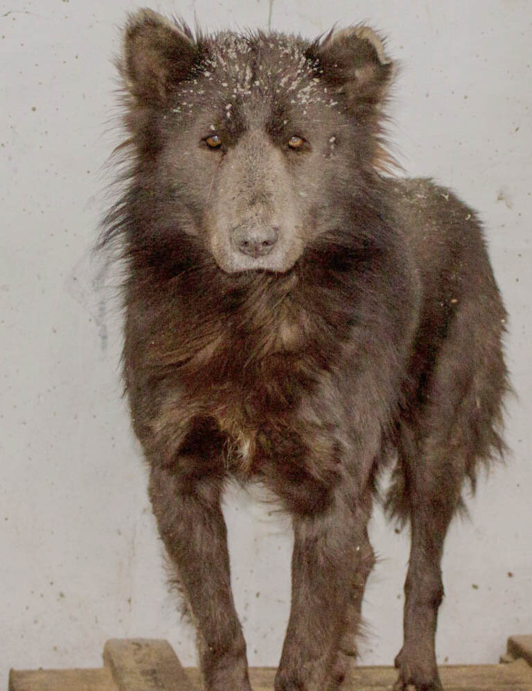 При взгляде на Потапыча в полный рост, он больше напоминает собаку.