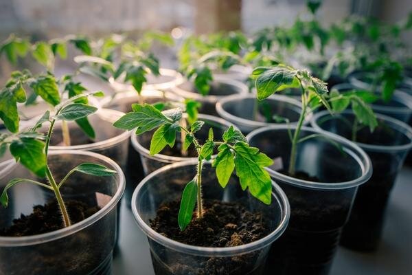 Как вырастить рассаду помидоров: секреты успешного выращивания от профессионалов