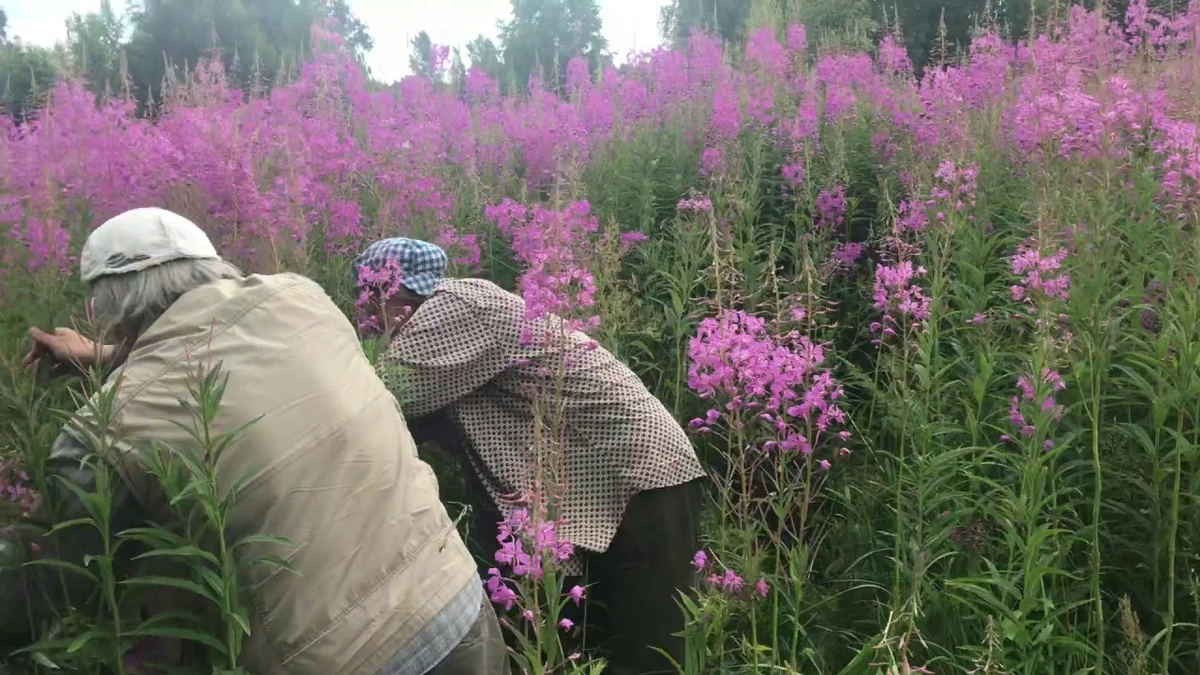 Лично фото. Ездили  собирать ягоды и наткнулись на ИВАН ЧАЙ ,набрали охапку и в путь 