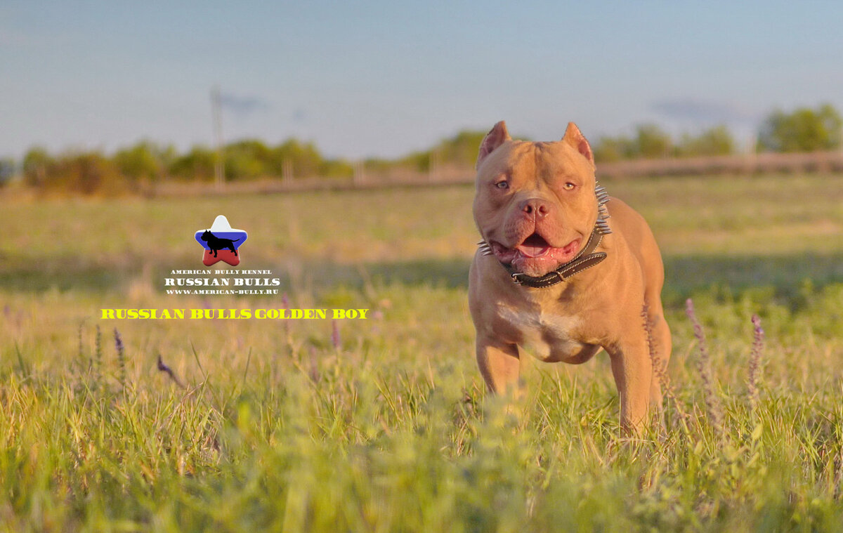 Golden boy 2024 american bully