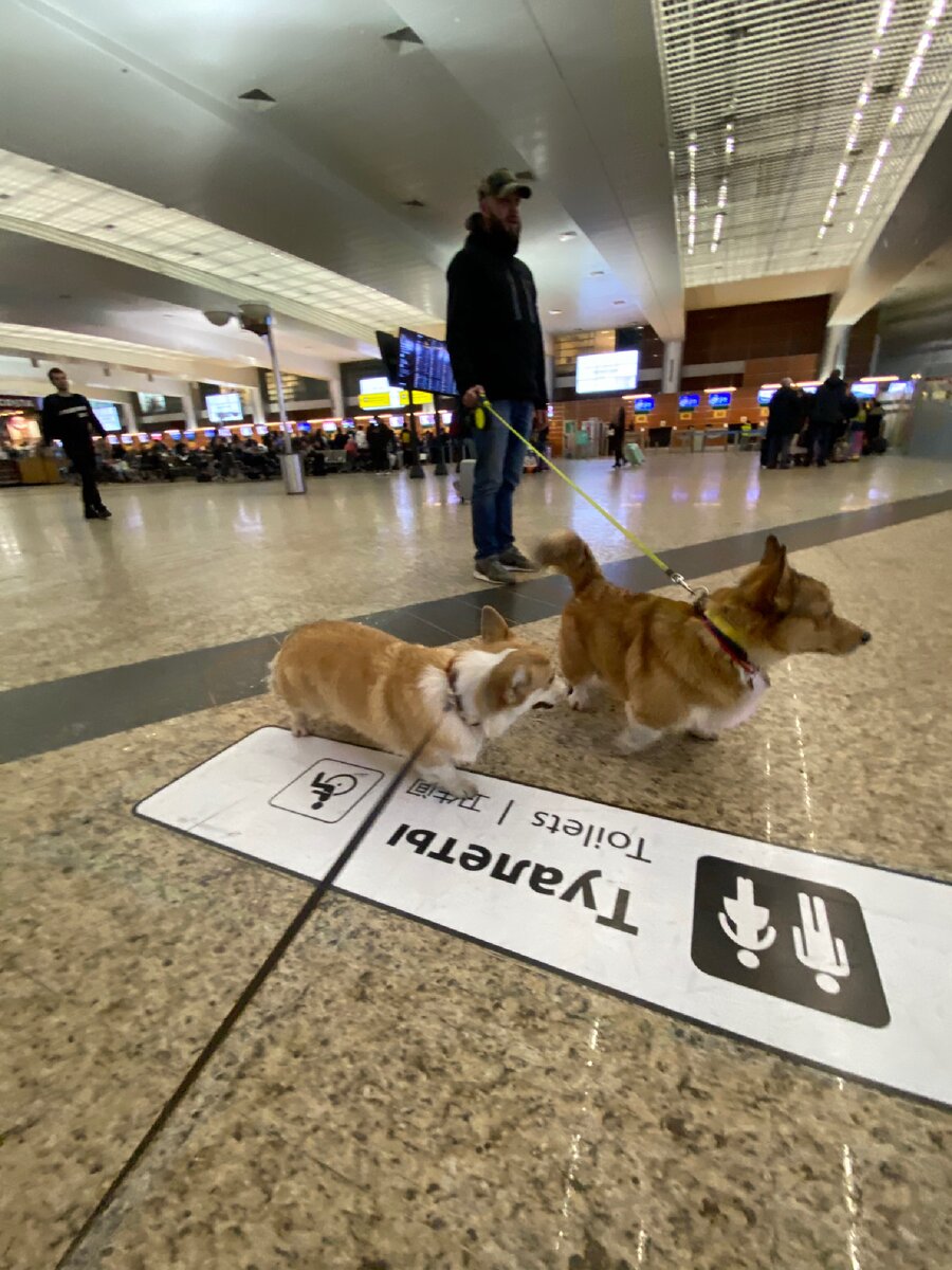 На ветконтроле встретили еще одного корги, он полетит на самолете