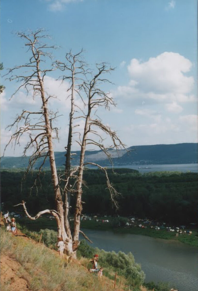 Знаменитая сосна у спуска к реке на Грушинском фестивале.