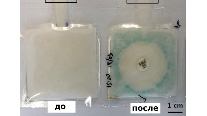 Испытания системы с использованием образца мочи, в который учёные добавили кишечную палочку.Фото University of Southampton.
