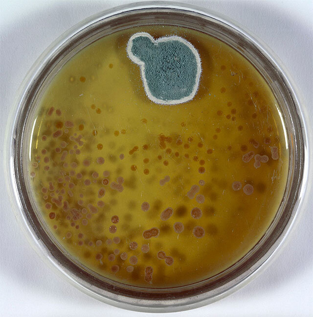 Пенициллин. Фото: www.globallookpress.com