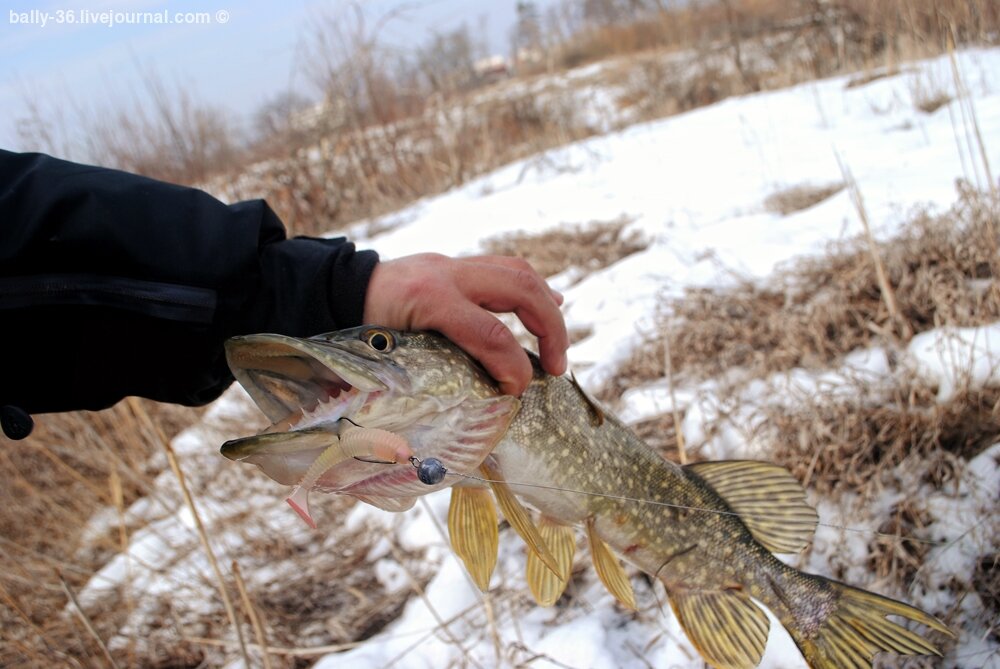 взято с журнала fishcomm.livejournal.com