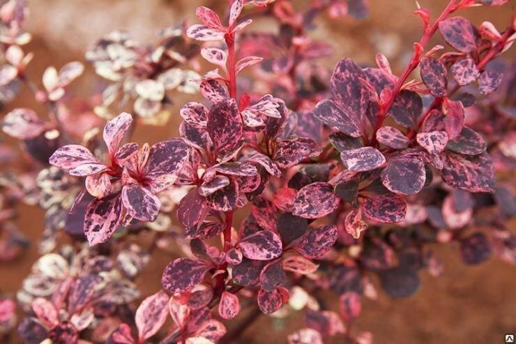 Барбарис обыкновенный (Berberis vulgaris L.)