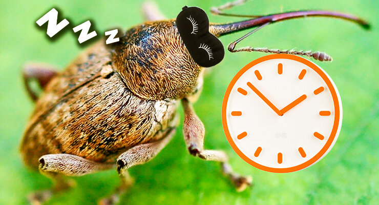 Яблочный цветоед