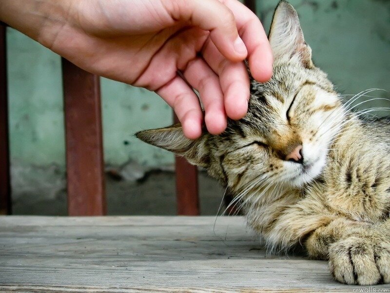 Иллюстрация для статьи используется по стандартной лицензии ©catandcat.su