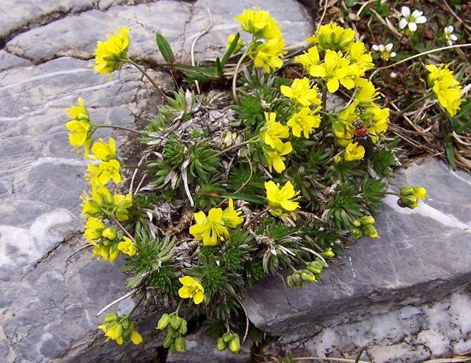    Draba aizoides — это небольшое вечнозеленое многолетнее растение, произрастающее в Европе и на Кавказе, довольно распространенное в Апуанских Альпах.