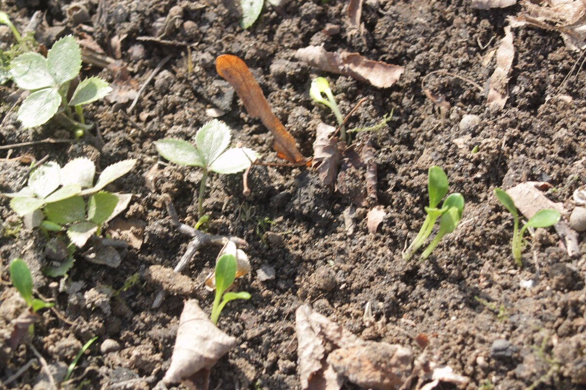 Самосев морозника, слева прошлогодний, справа этого года