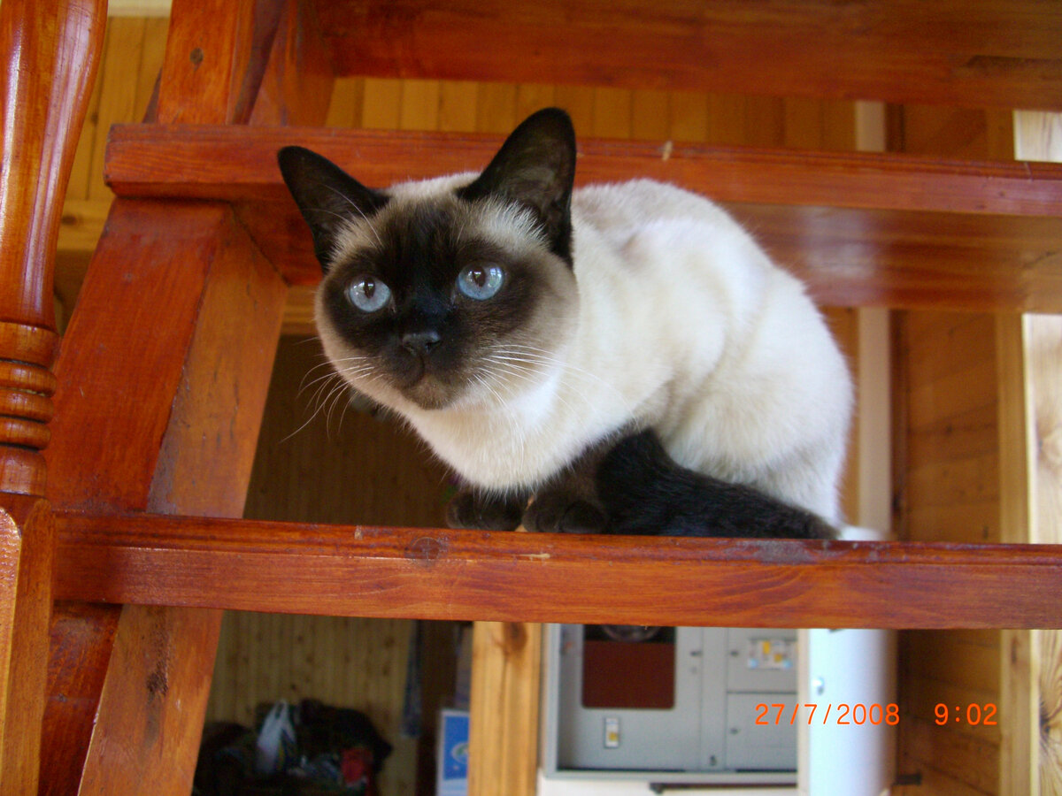 Моя любимая кошка. Лесси.