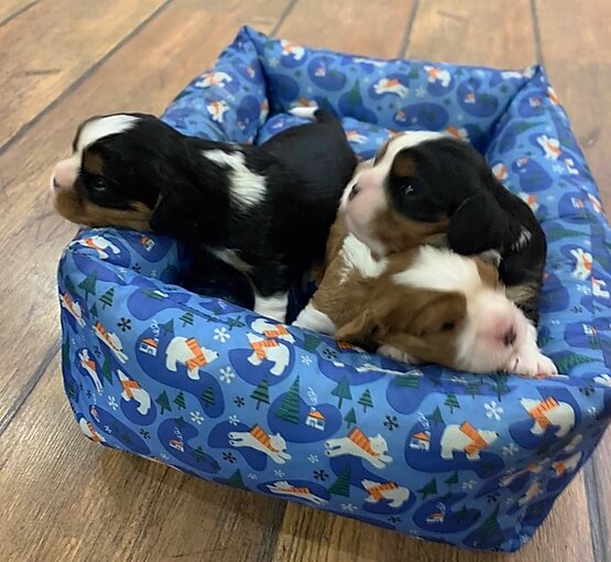 Щенки Кавалер Кинг Чарльз спаниель
