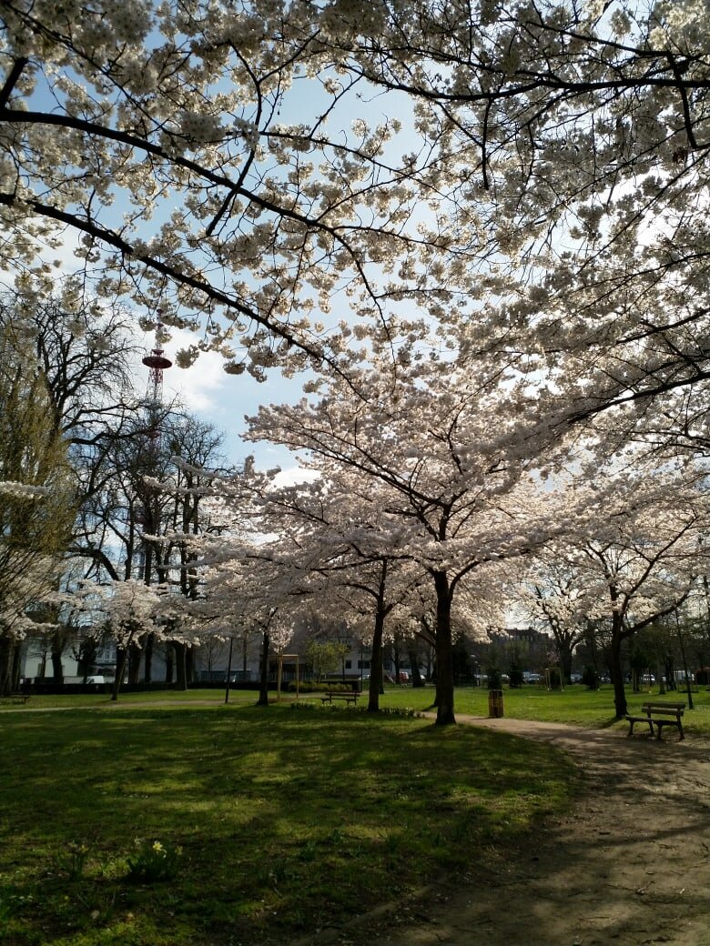 Весна в Страсбурге - 16.03.2020