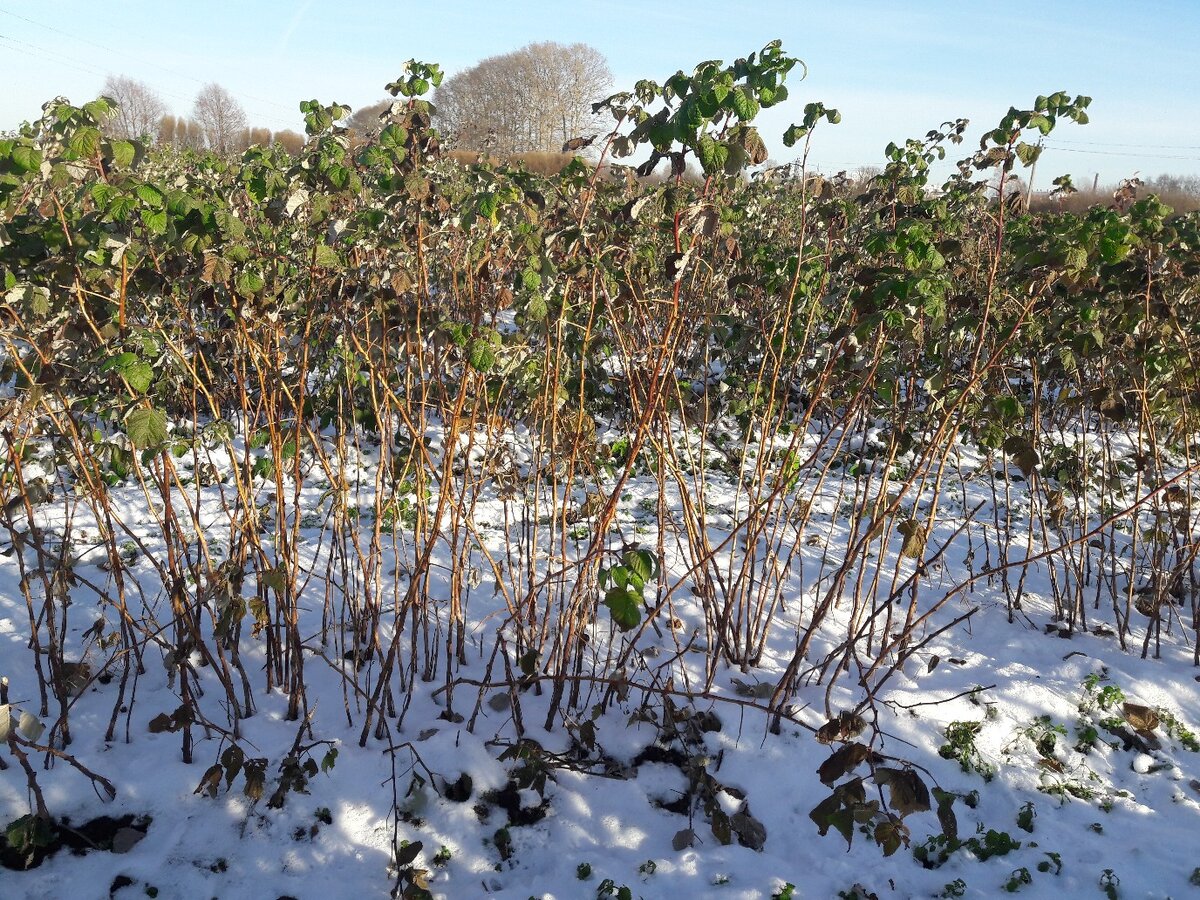 Фото из личного архива.