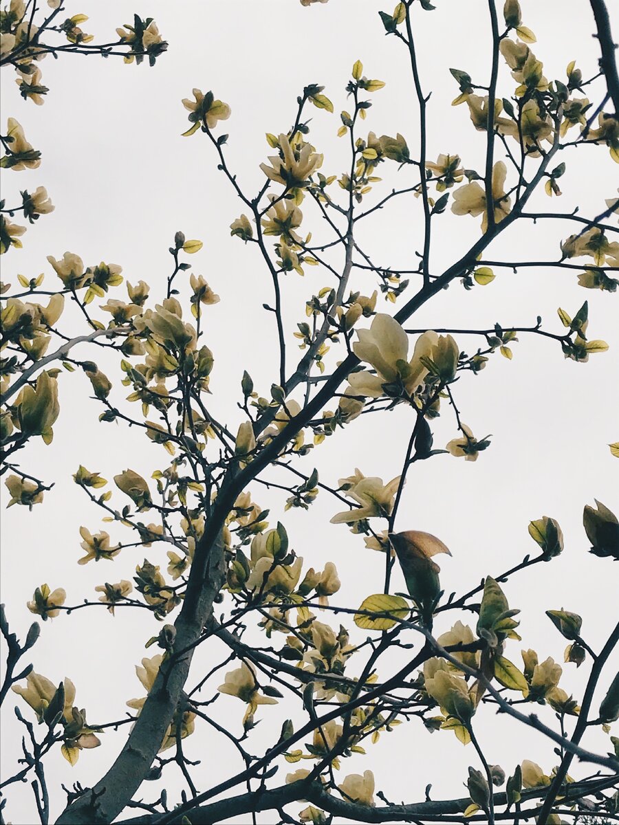 Цветение магнолии 