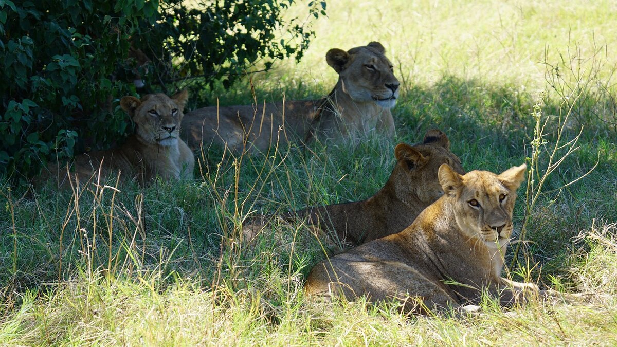 https://cdn.pixabay.com/photo/2020/02/16/20/45/lions-family-4854766_1280.jpg