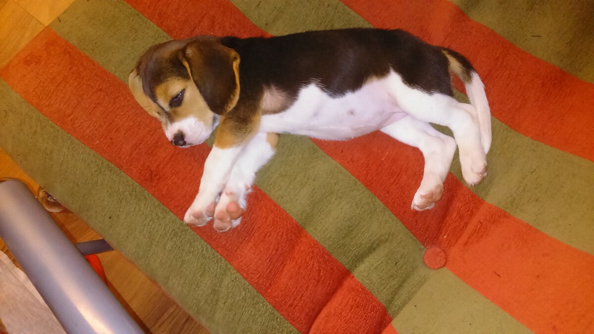 Первое место для сна.