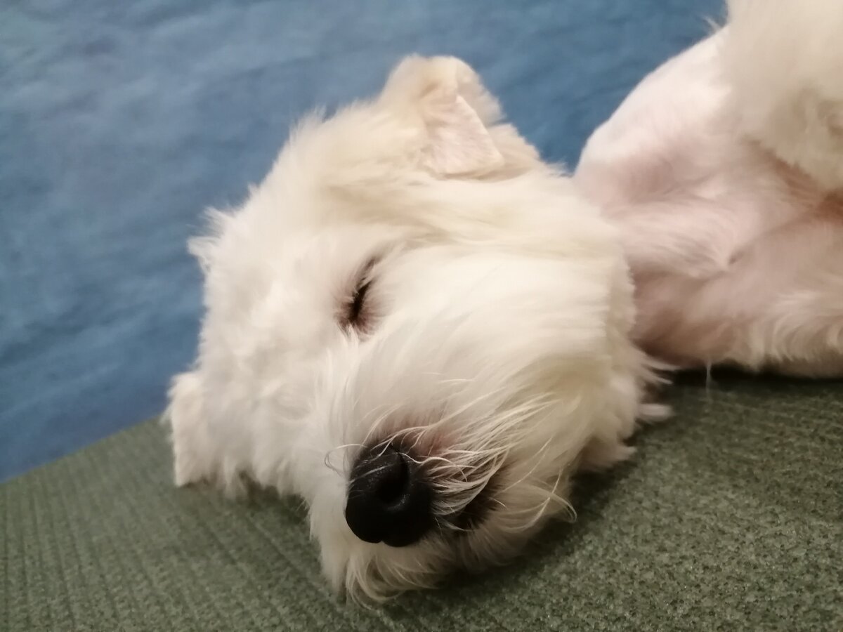 Идеальное состояние для чистки ушек