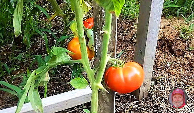 Томат в два стебля