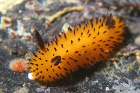 Пушистые морские кролики в основном встречаются у берегов Японии. Jorunna parva также были найдены в Индийском океане