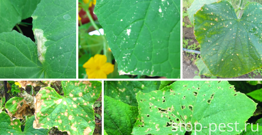 фото сайта https://stop-pest.ru