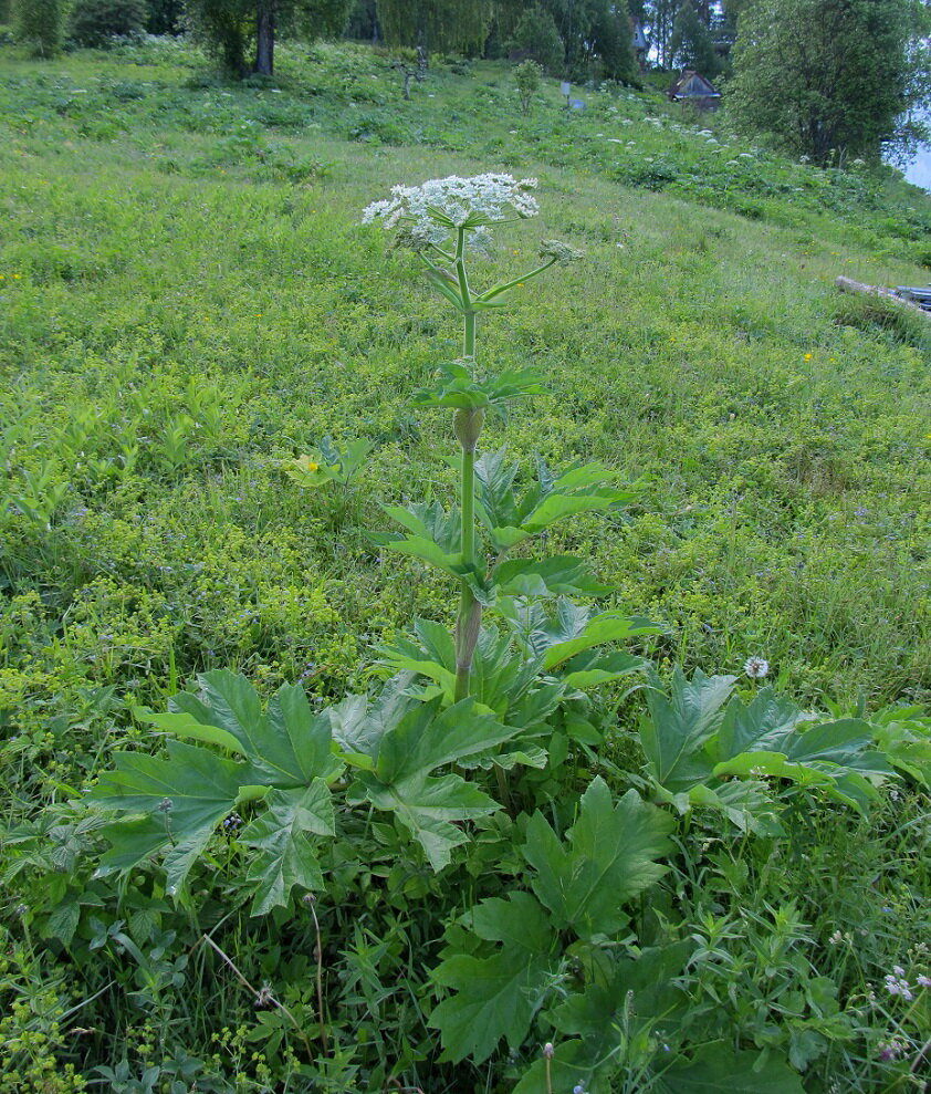 Фото борщевика ядовитого фото молодого