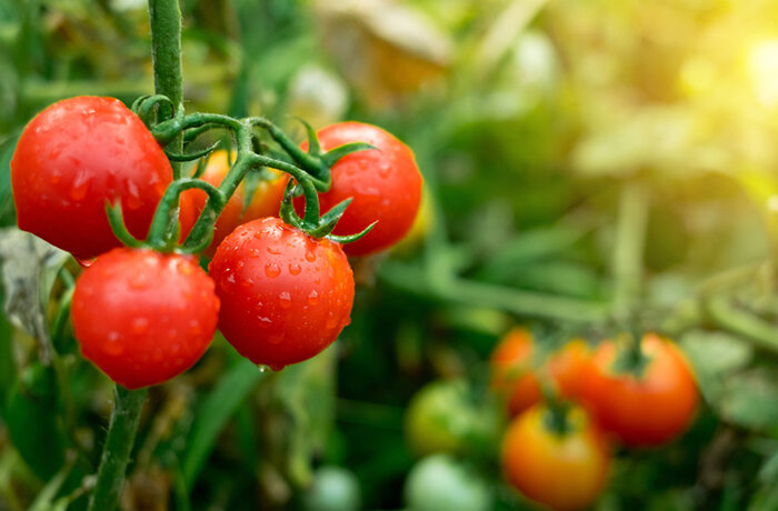 Источник фото: shutterstock.com 