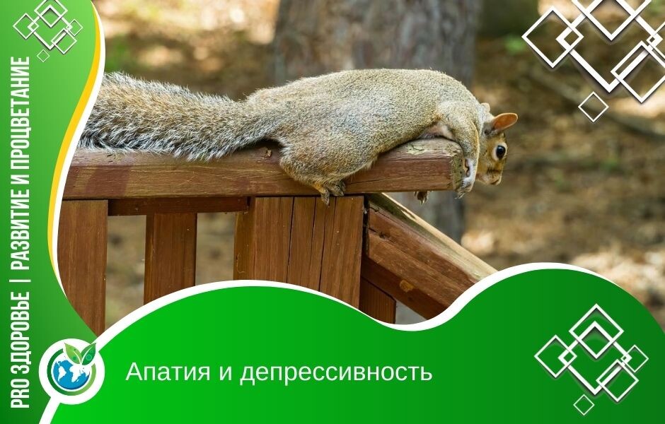 Фото: https://pixabay.com/photos/relaxed-squirrel-chilling-squirrel-5268240/