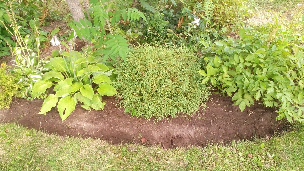 Клумба-миксбордер окантована кромкой. Фото автора