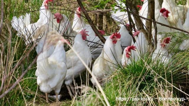 Куры Редбро: описание породы, характеристика, отзывы