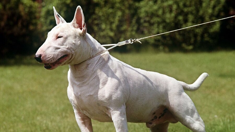 Продолжительность жизни: 10-14 лет.
Масса: 22- 38 кг (самец).Рост: 45-55 см (самец).