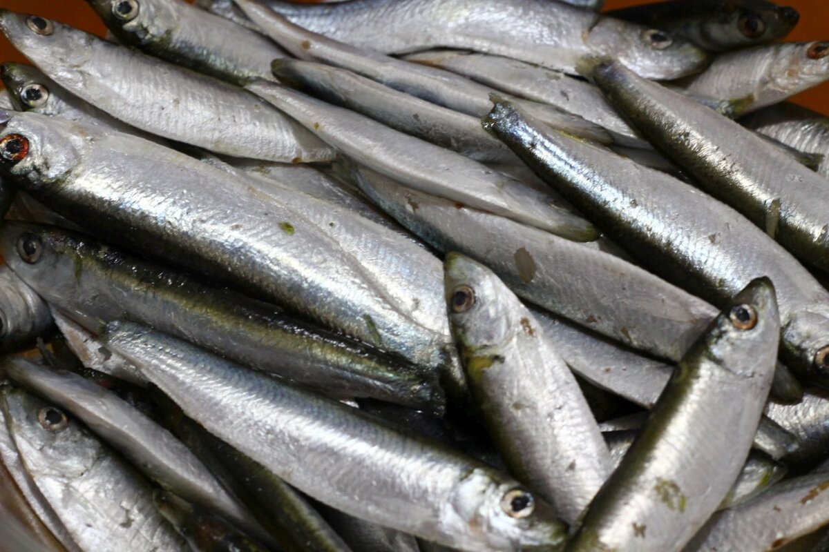 Ну ведь килька это?