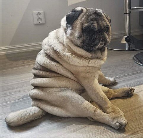 Бывает, что собака садится на попу и делает катающиеся движения. Фото взято с сайта nevsetakgrustno.com