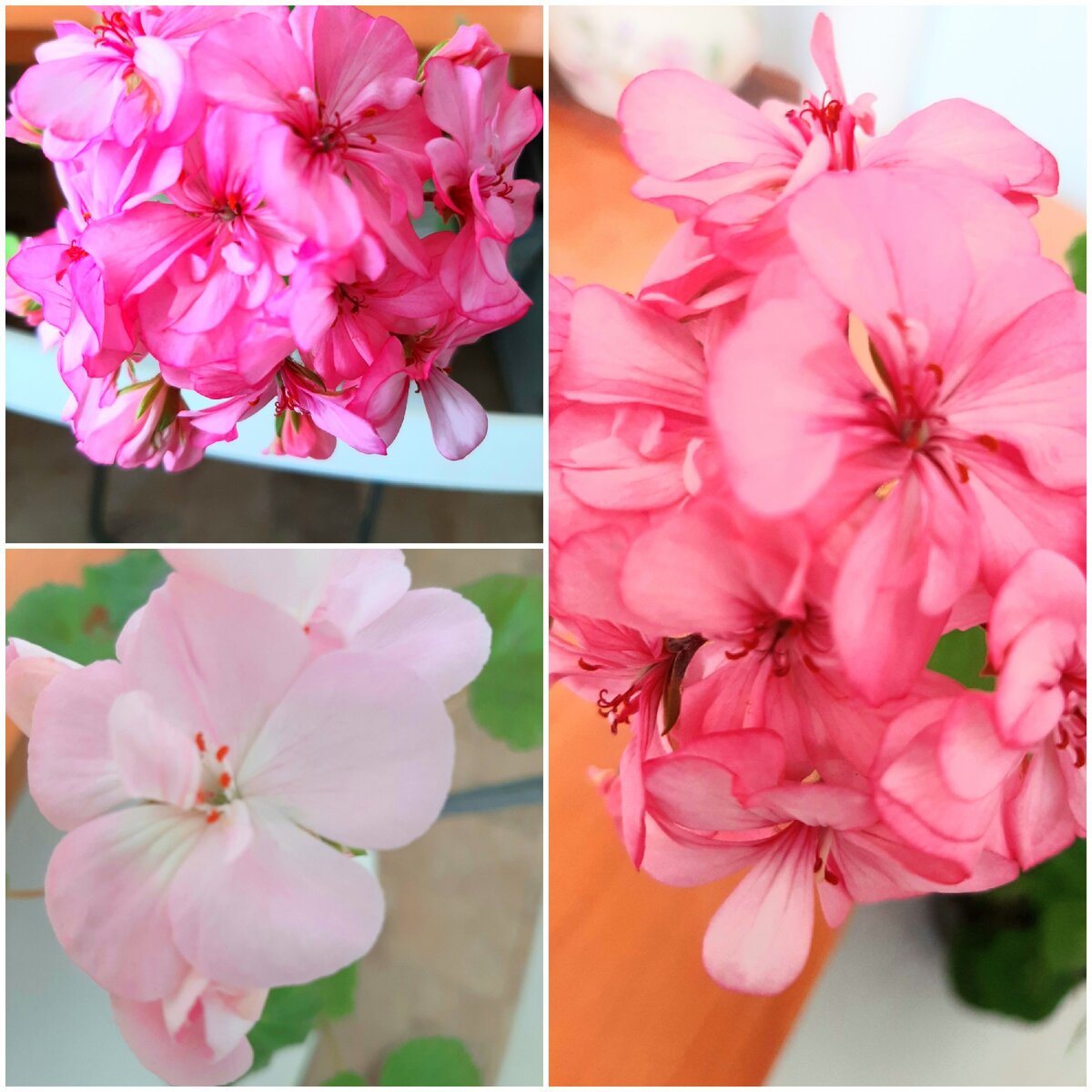 Несмотря на любовь к орхидеям и фиалкам я обязательно держу в доме герань (пеларгония). Коллаж автора статьи. 