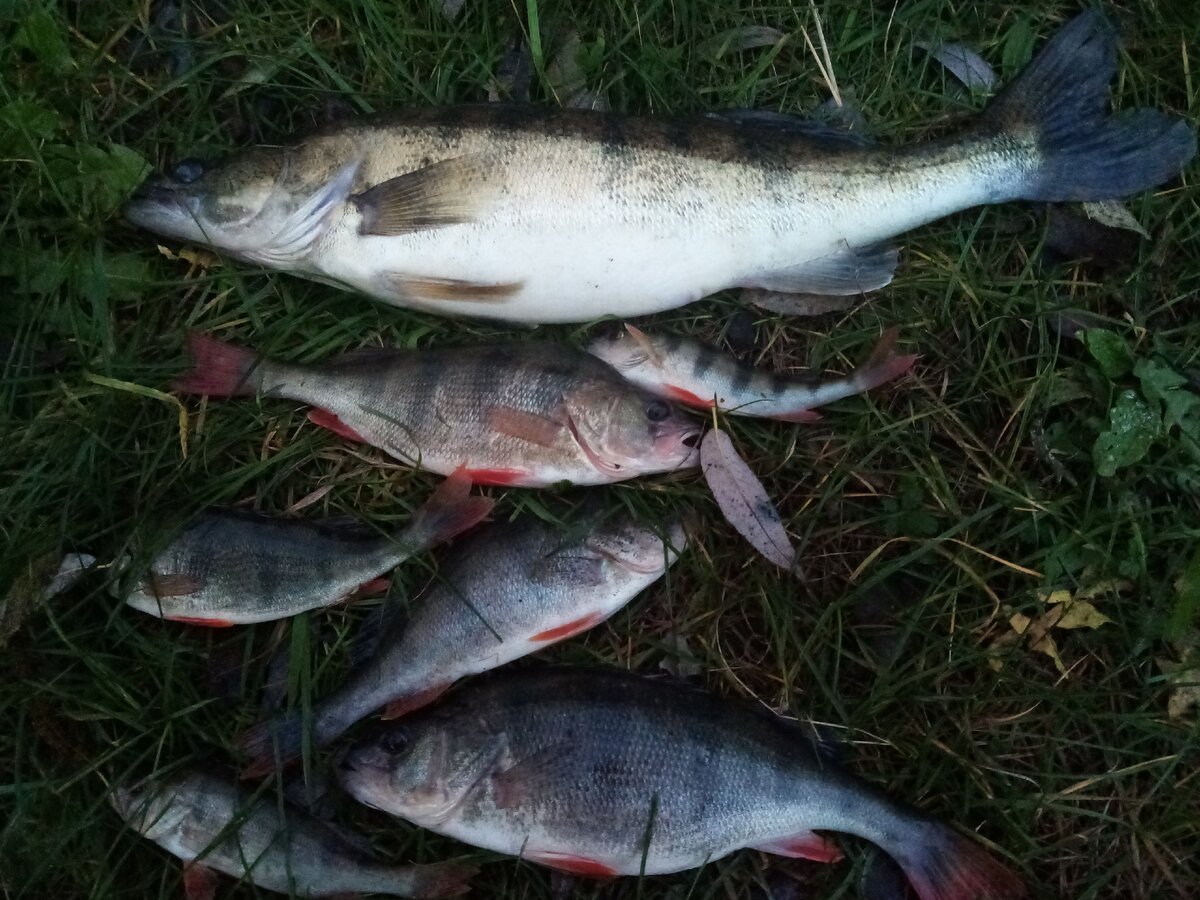 Улов на спиннинг